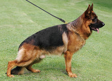 Braided Leather Leash
